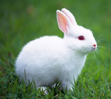 whitr rabbit